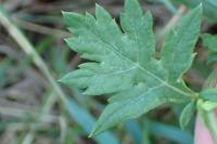 Artemisia vulgaris