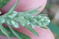 Artemisia vulgaris