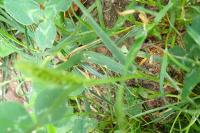 Setaria italica subsp. viridis