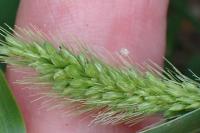 Setaria italica subsp. viridis