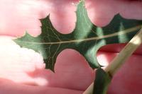 Lactuca serriola