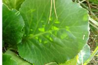 Bergenia cordifolia