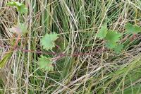 Glechoma hederacea
