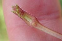 Glechoma hederacea