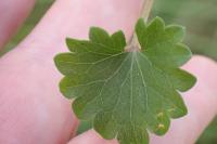 Glechoma hederacea