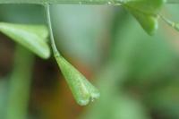 Capsella bursa-pastoris