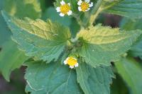 Galinsoga quadriradiata