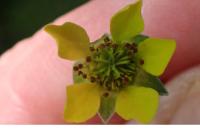 Geum urbanum