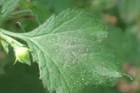 Geum urbanum