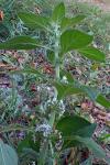 Mentha arvensis