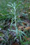 Gnaphalium uliginosum