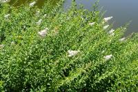 Spiraea alba