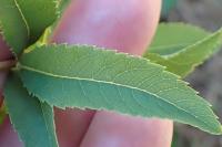 Spiraea alba
