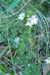 Euphrasia officinalis