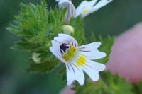 Euphrasia officinalis