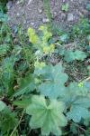 Alchemilla monticola