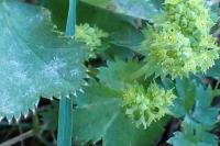 Alchemilla monticola