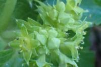 Alchemilla monticola
