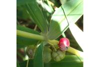 Polygonatum verticillatum