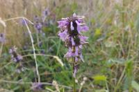 Stachys