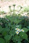 Tanacetum parthenium