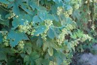 Humulus lupulus