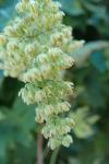 Humulus lupulus