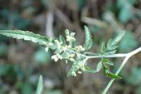 Torilis japonica