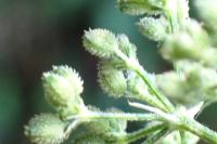 Torilis japonica