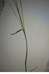 Digitaria sanguinalis