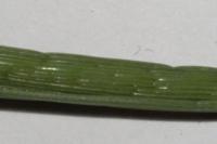 Digitaria sanguinalis