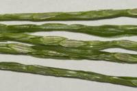 Digitaria sanguinalis