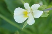 Viola arvensis