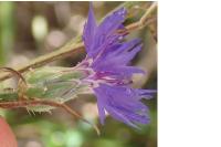 Cyanus segetum