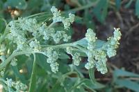 Chenopodium album
