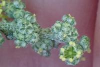 Chenopodium album