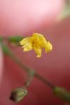Lactuca muralis