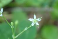 Stellaria alsine