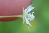 Stellaria alsine