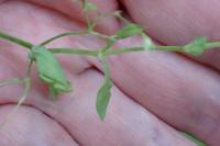 Stellaria alsine