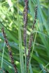 Carex acuta