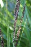 Carex acuta