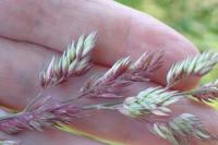 Phalaris arundinacea