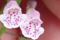 Scutellaria minor