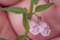 Scutellaria minor