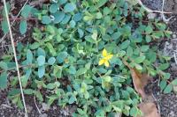 Hypericum humifusum