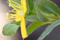 Hypericum humifusum