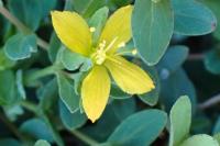Hypericum humifusum