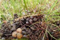 Pilularia globulifera
