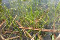 Pilularia globulifera